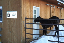Brynn_at_lenas_barn_door