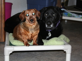 Callie_and_kenai_on_cot_1 Callie_and_kenai_on_cot_1