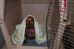 Daisy_under_sheet