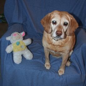 Goldies_heart_surgery