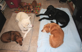 Spinner_and_friends_in_steves_office