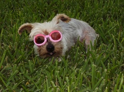 Spirit_in_doggles Spirit_in_doggles