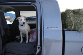 Travis_in_truck_jan_11 Travis_in_truck_jan_11