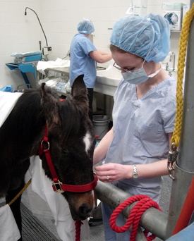 Brynn_and_vet_student_1