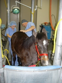 Brynn_in_horsestock_at_wsu