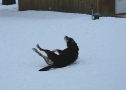 Dillon_rolling_in_snow_feb_11 Dillon_rolling_in_snow_feb_11