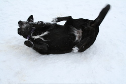 Kenai_rolling_in_snow_feb_11 Kenai_rolling_in_snow_feb_11