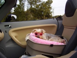 Spirit_in_convertible