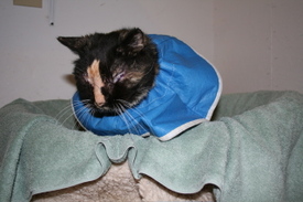 Turtle_after_surgery