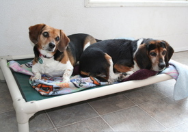 Widget_and_willie_feb_26