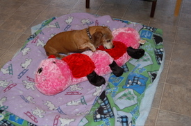 Bailey_with_caterpillar_1