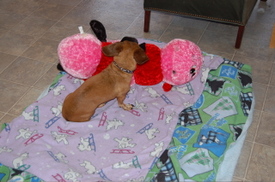 Bailey_with_caterpillar_2