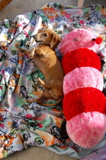 Bailey_with_friend_2_2 Bailey_with_friend_2_2