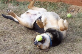 Blind_buddy_rolling_with_tennis_bal