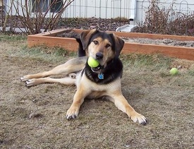 Blind_buddy_with_tennis_ball