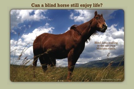 Blindhorses_post_card_1
