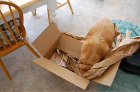 Goldie_in_box_1