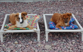 Noodle_and_soba_on_cots