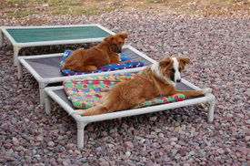 Noodle_and_soba_on_cots_2