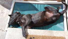 Cody_sleeping_upside_down_2