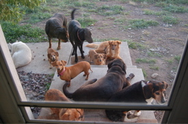 Gang_at_the_front_door