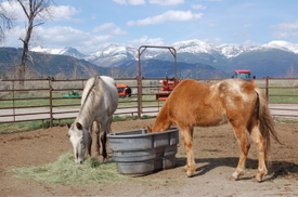 Kiowa_and_cactus_eating Kiowa_and_cactus_eating
