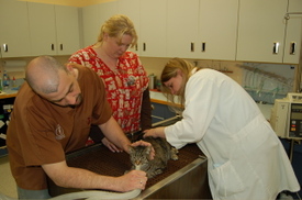 Wobs_in_vet_hospital