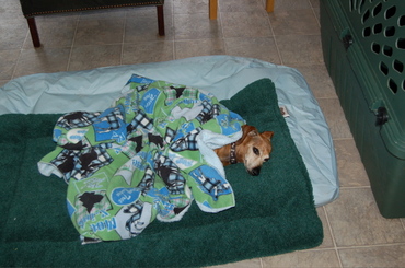 Bailey_sleeping_in_again