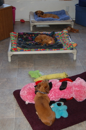 Dachshunds_3