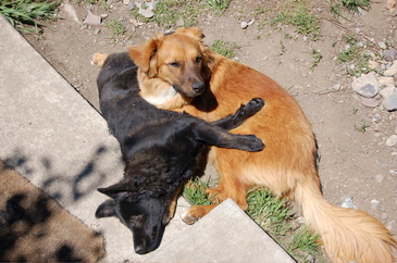 Nevada_sleeping_on_soba