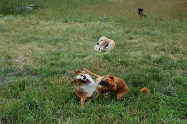 Noodle_and_soba_wrestling