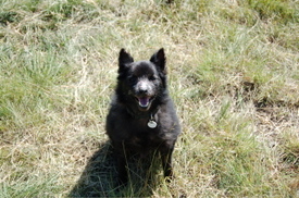 Skipper_after_rolling