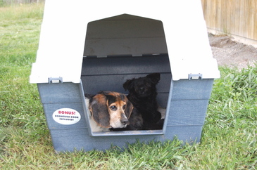 Willie_and_nevada_in_dog_house