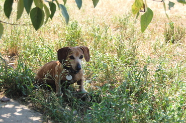 Bailey_in_shade_july_15