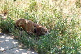 Bailey_sleeping_in_shade_july_15