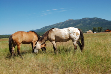 Bridger_and_madison_for_blog