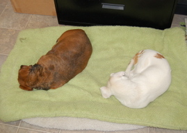 Callie_and_baron_sharing_bed