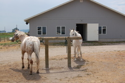 Crazy_horse_and_laddie_at_rail