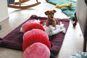 Daisy_eating_mr_caterpillar