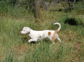 Shorty_cruising Shorty_cruising