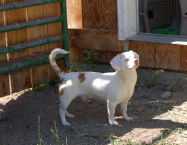 Shorty_standing_2 Shorty_standing_2