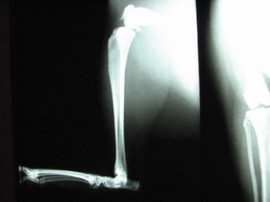 Normal_feline_pelvic_limb