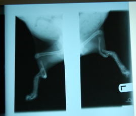 Tibby_and_fibby_xrays_2