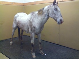 Tonto_in_recovery Tonto_in_recovery