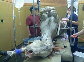 Tonto_on_operating_table Tonto_on_operating_table