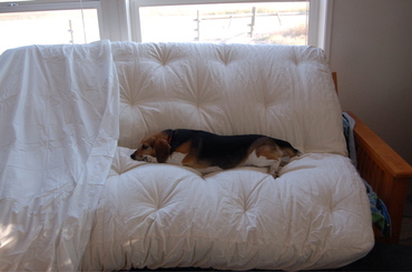 Widget_testing_futon Widget_testing_futon