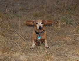 Bailey_wind_meter_2_2