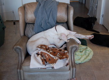 Blanca_crammed_in_chair