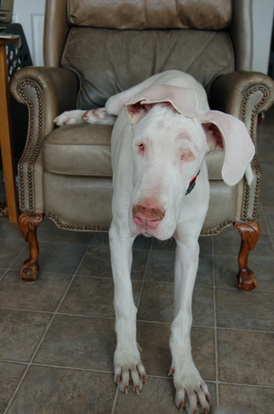 Blancas_new_chair_routine_2