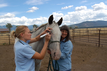 Cactus_eye_pressure_check_sept_6